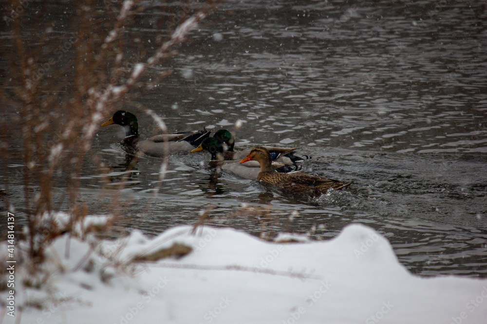 ducks in the winter