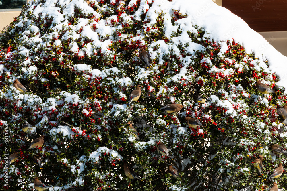 Fototapeta premium Yellow Birds Eating Holly Berries on a Holly Bush 