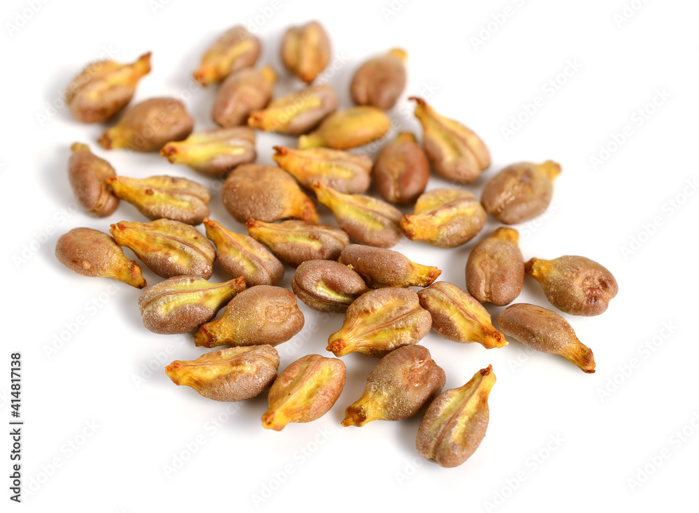 Closeup on Grape Seed (Grapeseed). Isolated on White. Closeup on Grape Seed (Grapeseed). Isolated on White.
