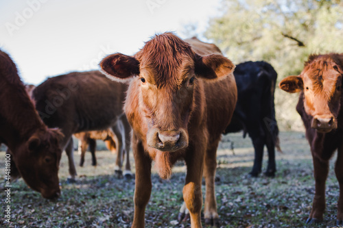 Horizontal Photo of a Brown Cow in a Pasture with other Cows Looking at Camera 