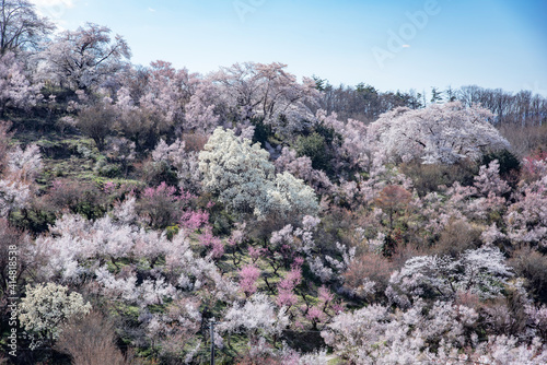 Cerejeiras em Fukushima. photo