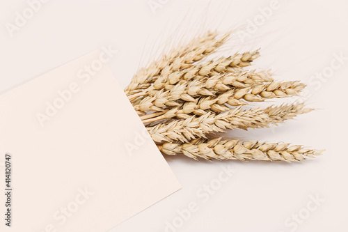 Sheaf of wheat ears close up on set sail champagne color background. Natural cereal plant, harvest time concept.