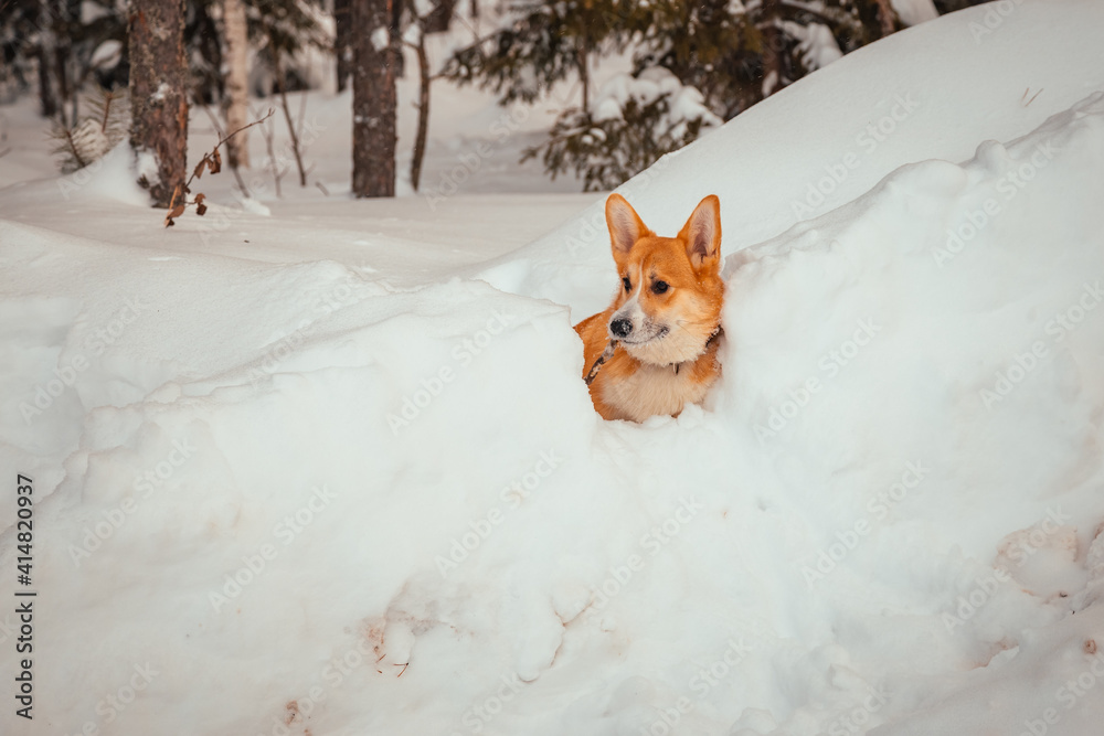 dog corgi breed fun frolicking on a frosty day in a snowy forest dog corgi breed fun frolicking on a frosty day in a snowy forest