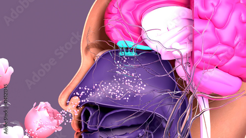 Olfactory system, sensory system used for smelling, olfaction senses. Components of the olfactory system.