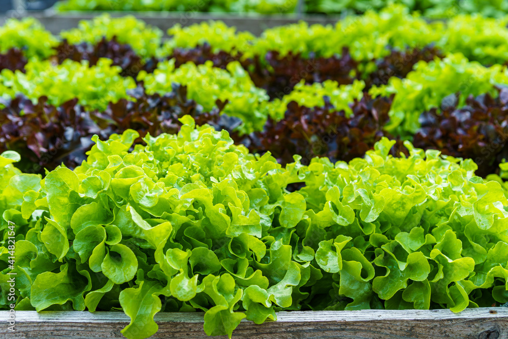 Beautiful organic green and red oak lettuce or Salad vegetable garden on the soil growing,Harvesting Agricultural Farming.