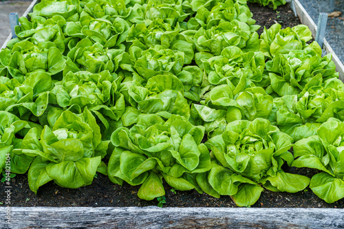 Beautiful organic green Butterhead lettuce or Salad vegetable garden on the soil growing,Harvesting Agricultural Farming.