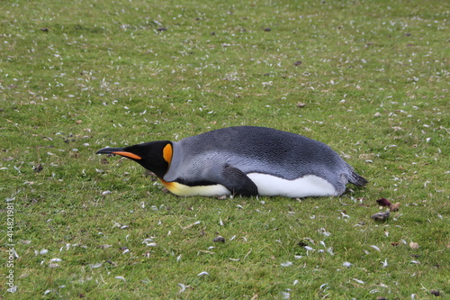 King Penguin lying on the grass at Volunteer Point  East Falkland.