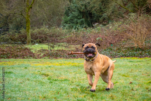 2021-02-01 A BULLMASTIFF PLAYING IN A FIELD WITH A STICK IN HER MOUTH