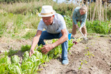 Elderly couple working in the garden at the farm. High quality photo