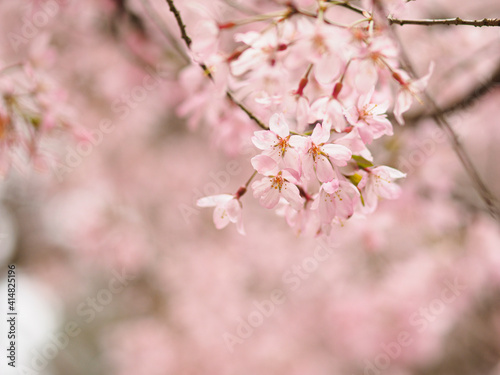 ピンク色の枝垂れ桜の花