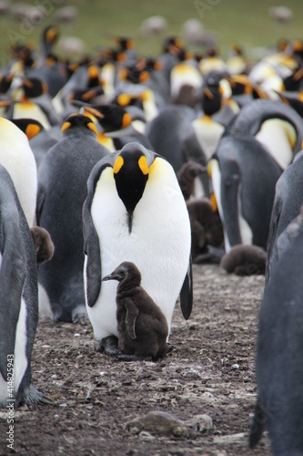 King Penguin and chick, Volunteer Point, East Falkland.