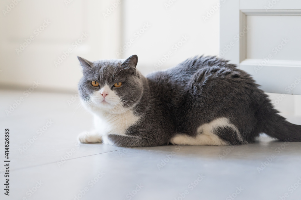 Cute British Shorthair cat, indoor shot Cute British Shorthair cat, indoor shot