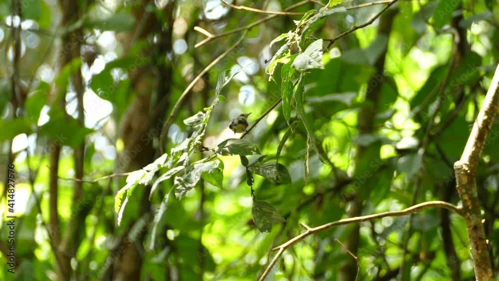 Small bird hopping on tree branch and flying off Small bird hopping on tree branch and flying off