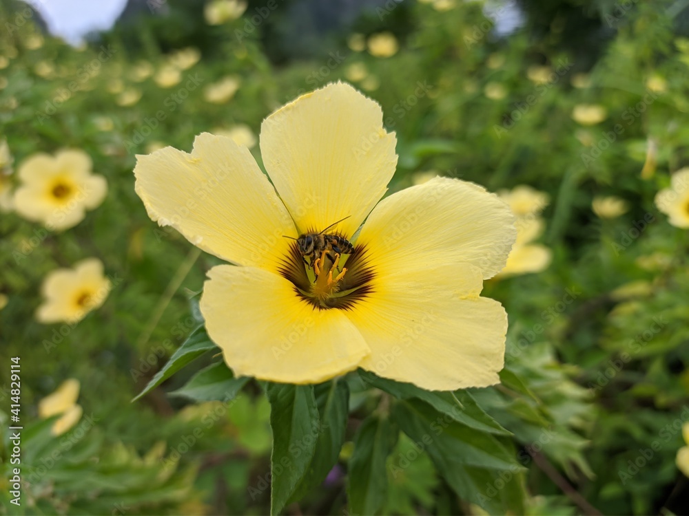 Bees look for Damiana flower nectar Bees look for Damiana flower nectar