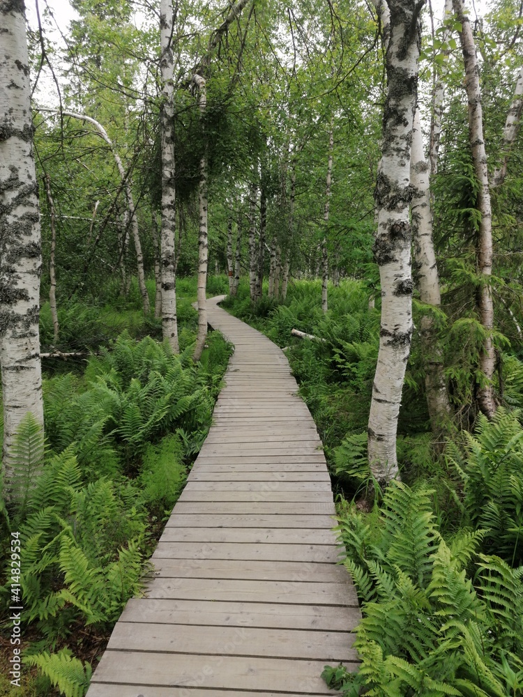 Obraz premium path in the forest