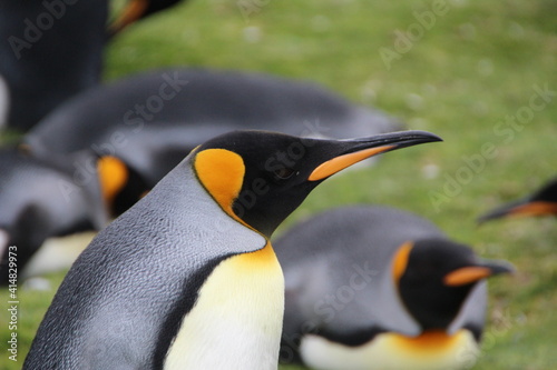 King Penguins, Volunteer Point, East Falkland.