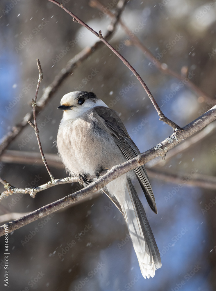 Fototapeta premium A Canadian Gray Jay (Perisoreus canadensis) in winter