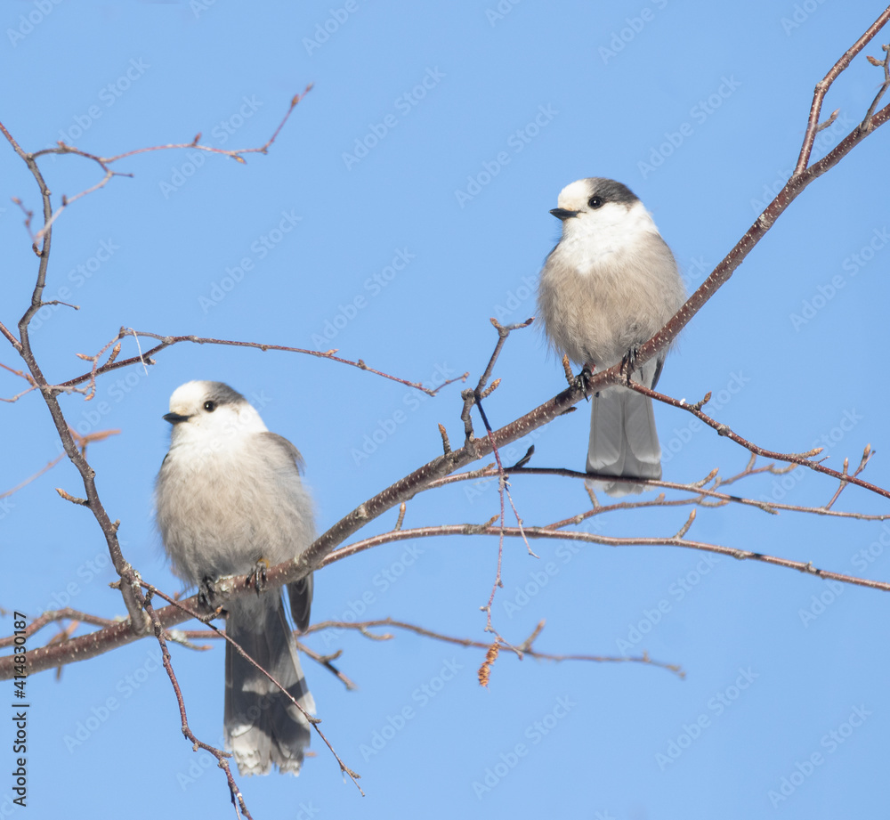 A pair of Canada Jays (Perisoreus canadensis) in a tree in winter A pair of Canada Jays (Perisoreus canadensis) in a tree in winter