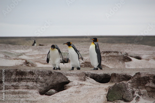 King Penguins  Volunteer Point  East Falkland.