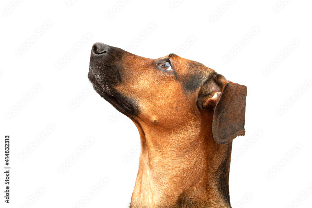 Side view portrait of a Schiller hound hunting dog on a white background. Side view portrait of a Schiller hound hunting dog on a white background.