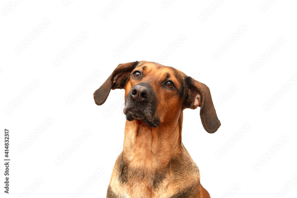 Portrait of a Schiller hound hunting dog on a white background.