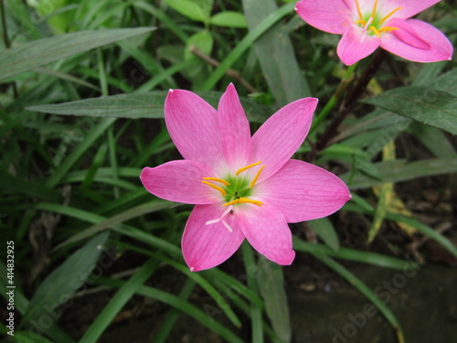 beautyfull pink flower