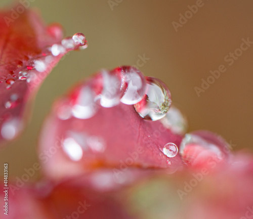 water drops on a red rose leaf