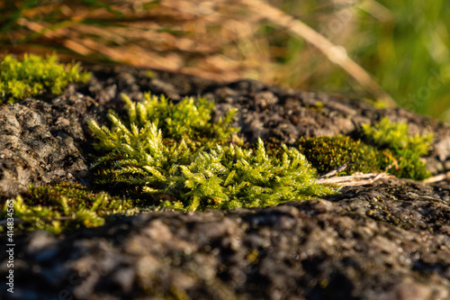 close up of a patch of green moss grew on the dent of the rock under the sun in the park
