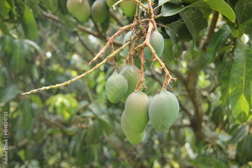 Fresh mangoes hang on the tree ready to be harvested. fruit plantations in a very fertile tropical climate. green mango with a little red mixture on the peel