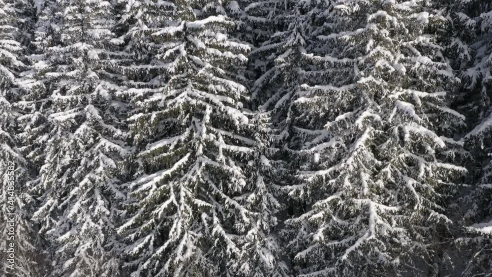Hundreds of snowy trees in a deep coniferous forest in winter,Czechia. Hundreds of snowy trees in a deep coniferous forest in winter,Czechia.