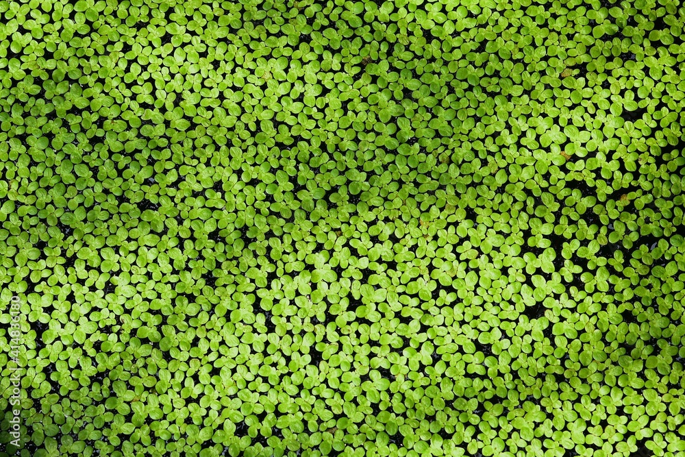 background of green shadows from the sunlight on the green duckweed at noon background of green shadows from the sunlight on the green duckweed at noon