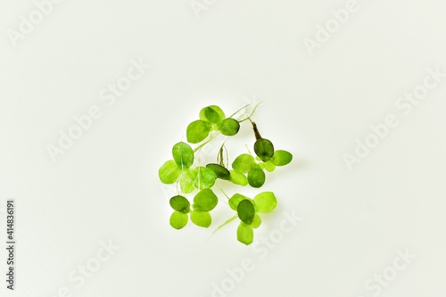closeup green duckweed  picture on white backdrop