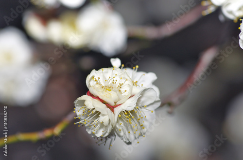 The Japanese apricot blossom in Tokyo