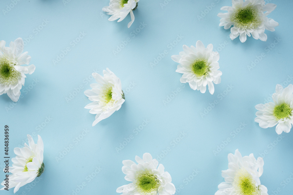 Fototapeta premium White blooming flower over bright blue background.