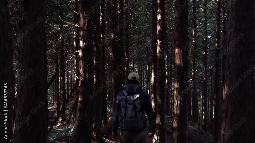 Back of male hiker walking into frame in beautiful dark forest