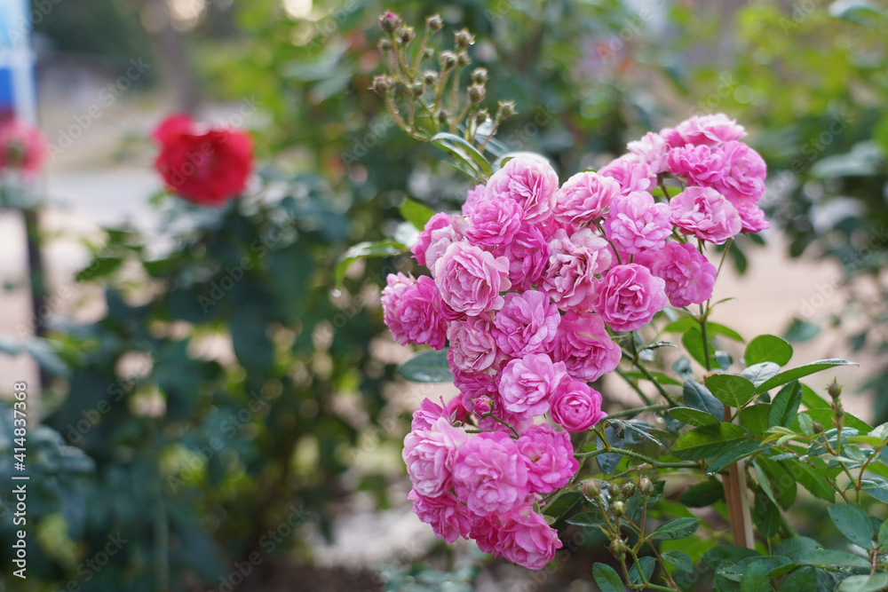 Obraz premium White, Pink rose flower on nature blurred background. Colorful, beautiful, delicate rose in the garden.
