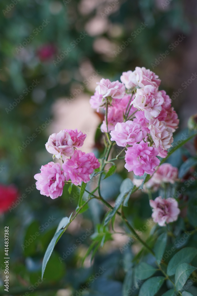 White, Pink rose flower on nature blurred background. Colorful, beautiful, delicate rose in the garden. White, Pink rose flower on nature blurred background. Colorful, beautiful, delicate rose in the garden.