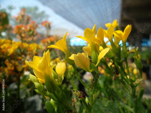 yellow flowers in spring