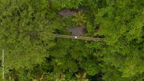Wallpaper Mural Overhead view of hanging bridge suspended in canopies of tropical trees. Aerial top down view of wooden bridge hanging from the palm trees Torontodigital.ca