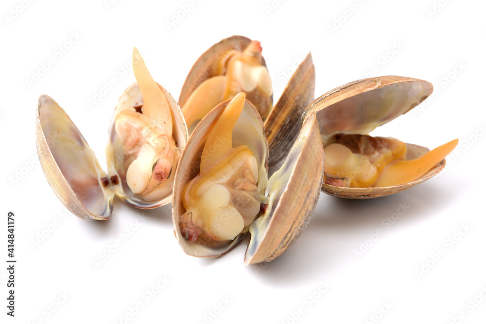clams isolated on white background clams isolated on white background