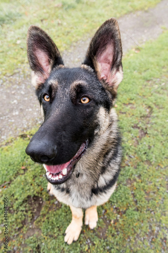 Top View of German Shepherd Dog face with open mouth displaying tongue and teeth. Funny perspective from above.