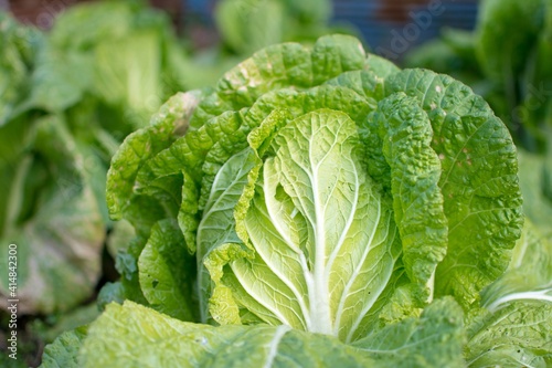 A close-up of fresh Chinese cabbage planted in Japanese fields. 