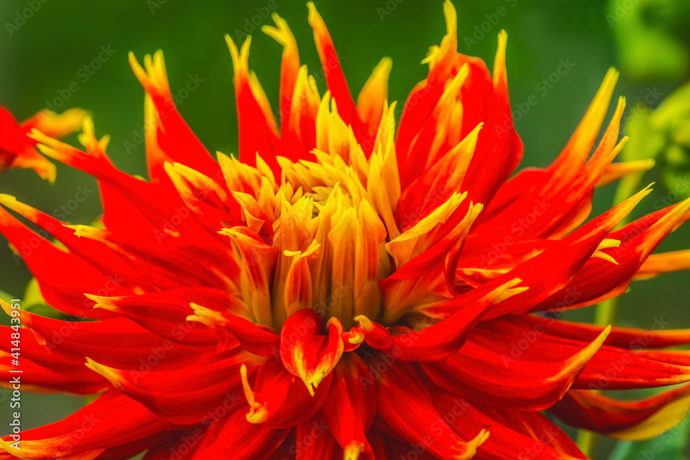 Red Yellow Show N Tell Dahlia Blooming Macro Red Yellow Show N Tell Dahlia Blooming Macro