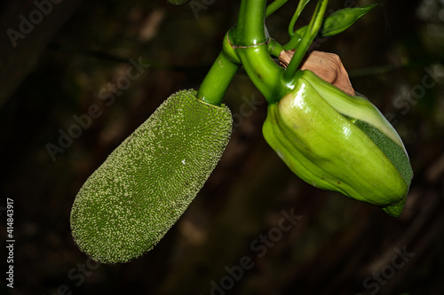 Jackfruit , Selective Focus , Fresh Asian Summer fruits named jackfruit scientific name Artocarpus heterophyllus , .Jack fruit and a Bud of Jackfruit hanging On jackfruit tree