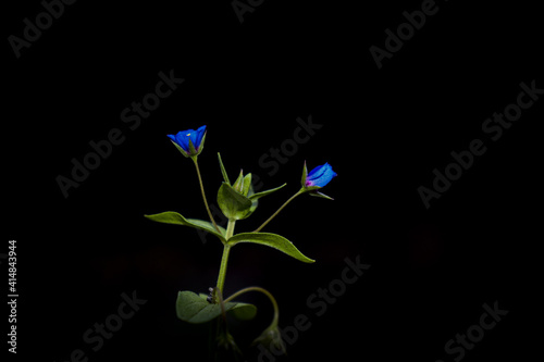 Poorman's Weatherglass or Anagallis Foemina, little blue blossoms,symmetrical wild flowers have five petals. Lysimachia azurea is flowering plant in the Primrose family, selective focus 
