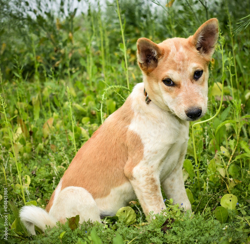 indian street dog, A white brown stray dog ​​tied to a rope in a green garden