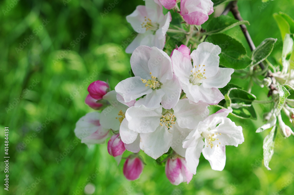 Obraz premium Blooming branch of an apple tree on a natural background.