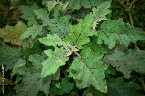 Eggplant, Aubergine , Eggplant seedlings, leaves decorated with thorns