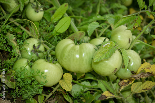 Tomato , Selective focus , Green tomato vegetables on green grass