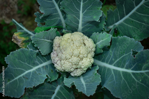 cauliflower, Selective focus ,A pretty small sized cauliflower on green leaves